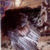 bronze_turkey_1_-100x100-1.jpg