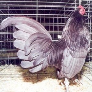 blueoegbantamrooster_1__3.jpg