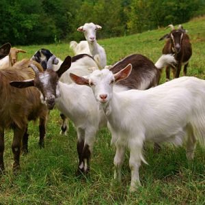 Herd of goats on mountan meadow