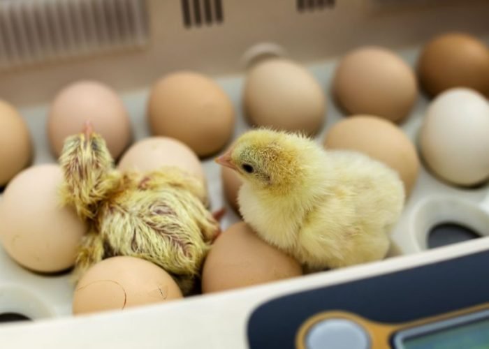 leave-chicks-in-incubator-after-hatching-1024x576