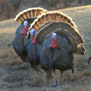 wild_turkeys_wichita_mtns_nwr_larry_smith_creative_commons